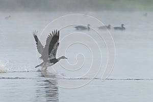 A Spur Winged Goose taking off early on a misty morning