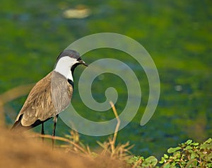 The Spur-winged Lapwing