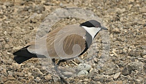 Spur winged Lapwing