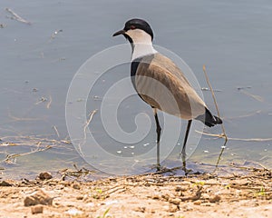 Spur-winged Lapwing