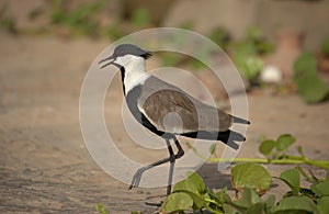 Spur-winged lapwing
