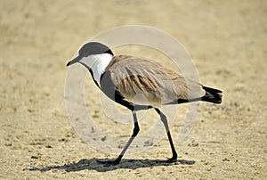 Spur-winged lapwing