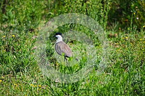 Spur-winged lapwing on the grass, Naivasha, Kenya