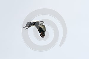 Spur-winged Lapwing in mid flight