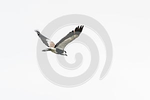 Spur-winged Lapwing in mid flight