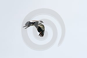 Spur-winged Lapwing in mid flight photo