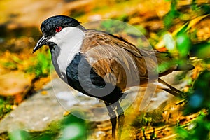 Spur-winged Lapwing Plover
