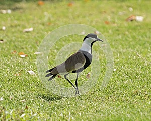 Spur winged lapwing stood on grass in garden