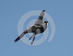 Spur-winged lapwing wild bird in flight