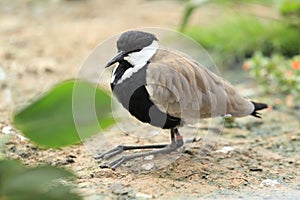 Spur-winged lapwing