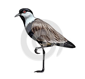 Spur-winged lapwing, spur-winged plover Vanellus spinosus