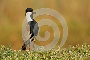 Spur-winged lapwing is standing tall to look for predators photo