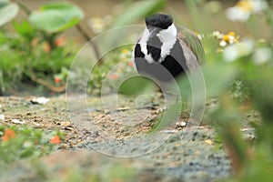 Spur-winged lapwing photo