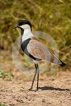 Spur-winged lapwing stands in sunshine casting shadow