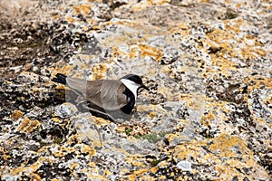 Spur-winged Lapwing (Vanellus spinosus) on the sandy area near Jerusalim, Israel