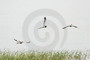 Spur-winged Lapwings in mid flight