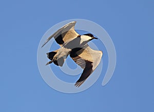 Spur winged Plover