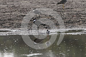 Spur-winged plover, Vanellus spinosus, and a redshank, Tringa tetanus, on a mudflat