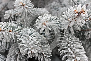 spurce branches covered with frost