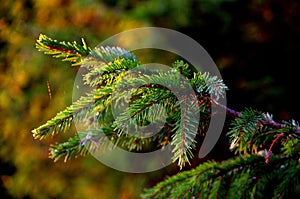 Spurce, Forest, Parks