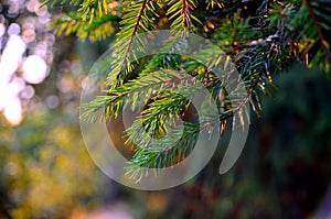 Spurce, Forest, Parks