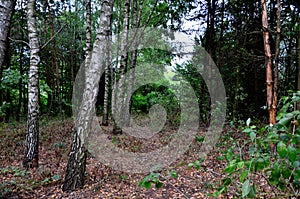 Spurce, Forest, Parks