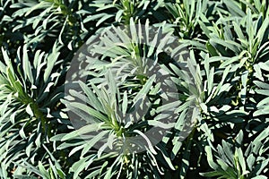 Spurge Black Pearl