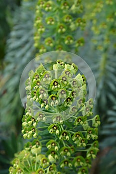 Spurge Black Pearl