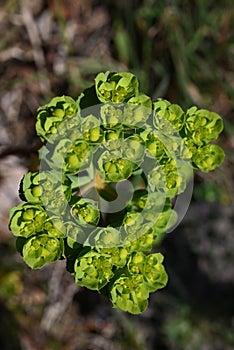 Spurge ( Euphorbia helioscopia ). Euphorbiaceae. photo
