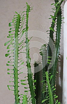 Spurge Euphorbia trigona at home