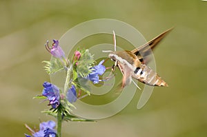 Spurge Hawk, Hyles Euphorbiae