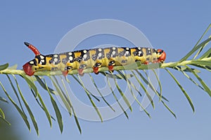 Spurge Hawk moth caterpillar, Hyles euphorbiae on the host plant