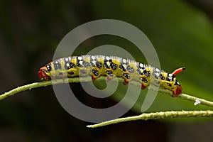 Spurge Hawk moth caterpillar, Hyles euphorbiae