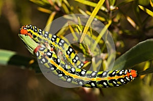 Spurge hawk-moth caterpillars dorsal view - Hyles euphorbiae