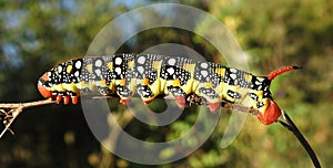 Spurge hawk-moth Hyles euphorbiae