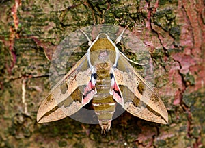 Spurge Hawk-moth - Hyles euphorbiae