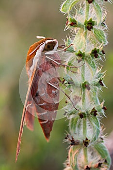 Spurge hawk-moth Hyles euphorbiae