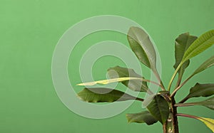 Spurge leaves against bright blank green background.Empty space.Template for design