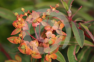 Spurge with orange flowers in close up