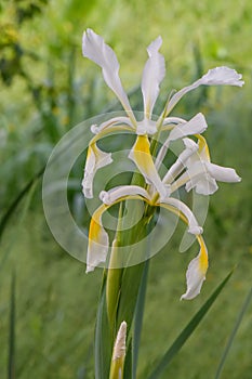 Spurious Iris spuria subsp. carthaliniae, yellow blotched white flowers