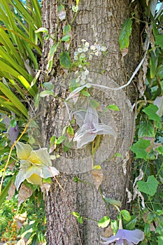 Spurious orchids flowers on tree