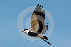 Spurr-Winged Plover in Flight