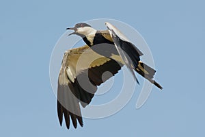 Spurr-Winged Plover in Flight