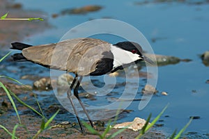 Spurr-Winged Plover on shore