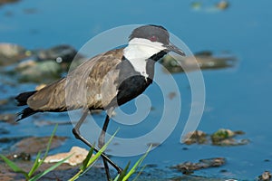 Spurr-Winged Plover on shore