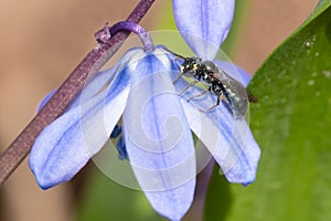 Spurred Ceratina - Ceratina calcarata