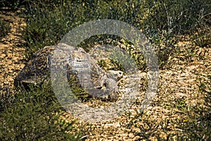 Spurred tortoise Centrochelys sulcata in savannah National Park