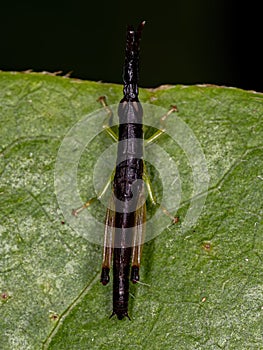 Spurthroat Toothpick Grasshopper Nymph photo