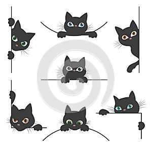 Spy cat collection