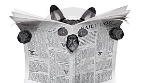 Spy dog reading a newspaper